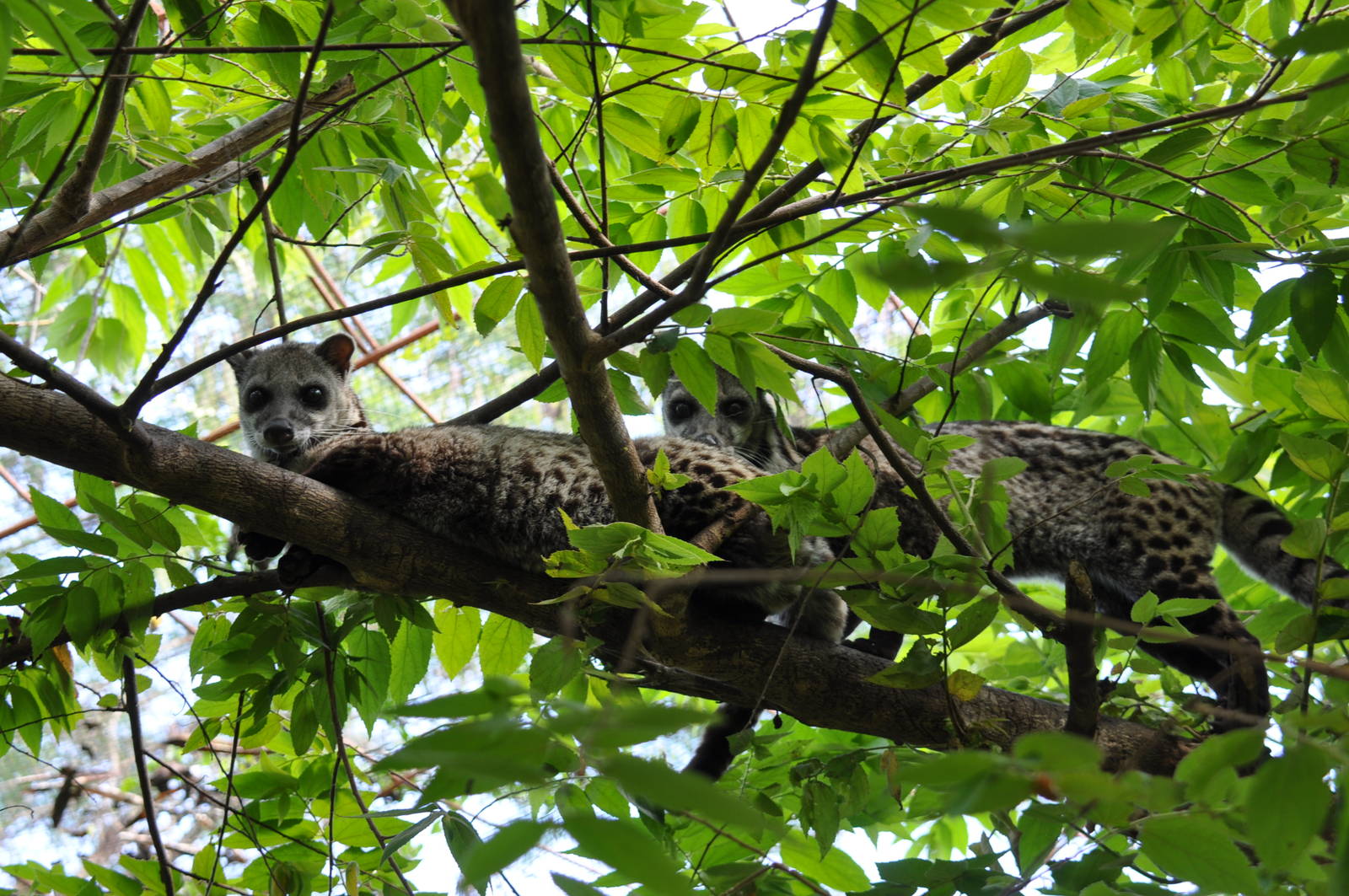 Malaysian civet/ Viverra tangalunga tangalunga