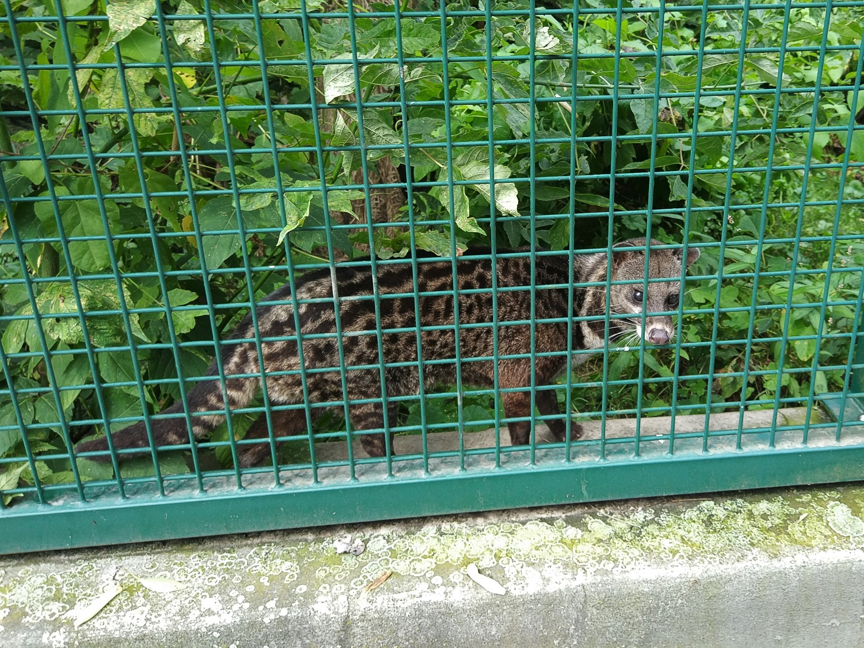 Malaysian Civet