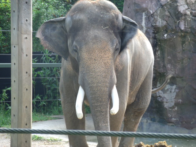 Malaysian Elephant