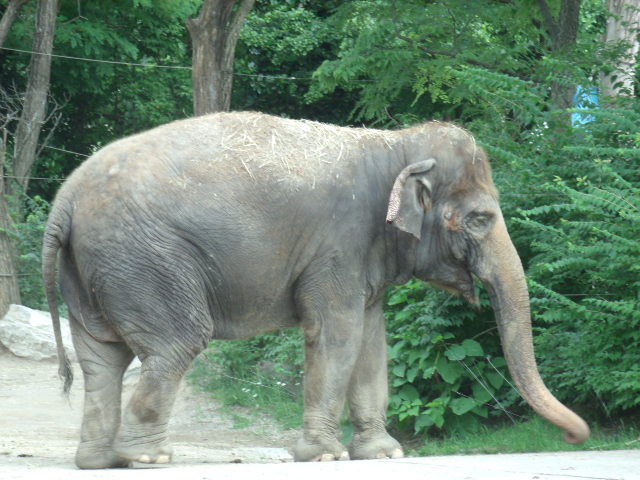 Malaysian Elephant