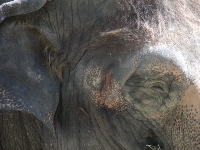 Malaysian Elephant
