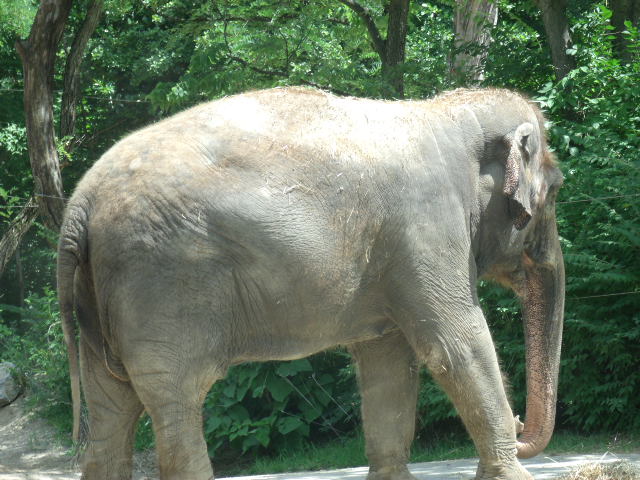 Malaysian Elephant
