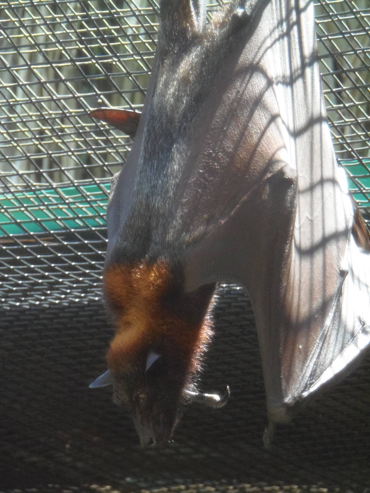 Malaysian Flying Fox
