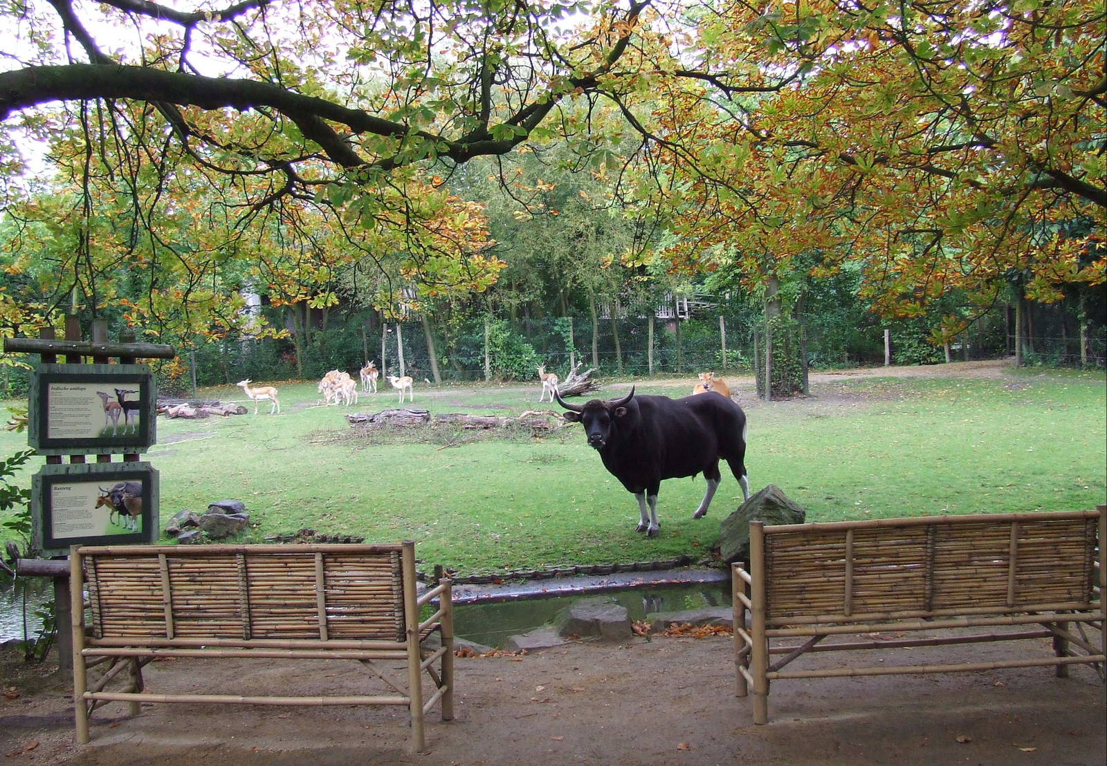 Malaysian Forest Edge exhibit