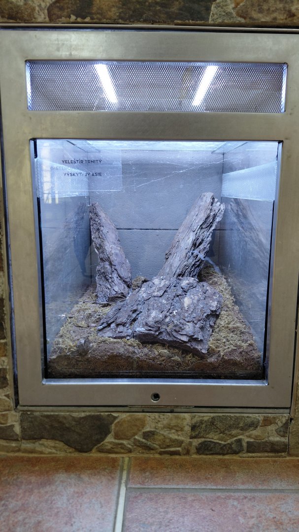 Malaysian forest scorpion exhibit