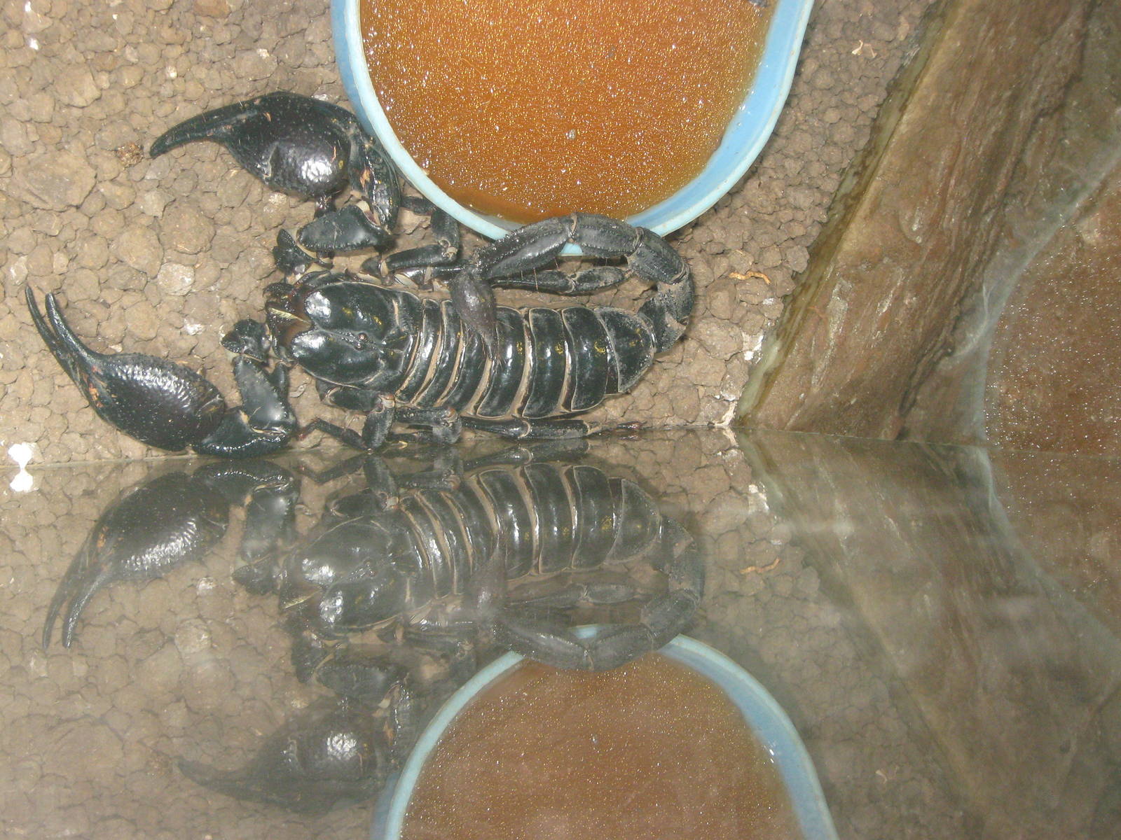 Malaysian forest scorpion (Heterometrus spinifer)