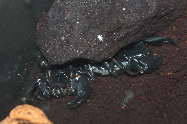 Malaysian forest scorpion (Heterometrus spinifer)
