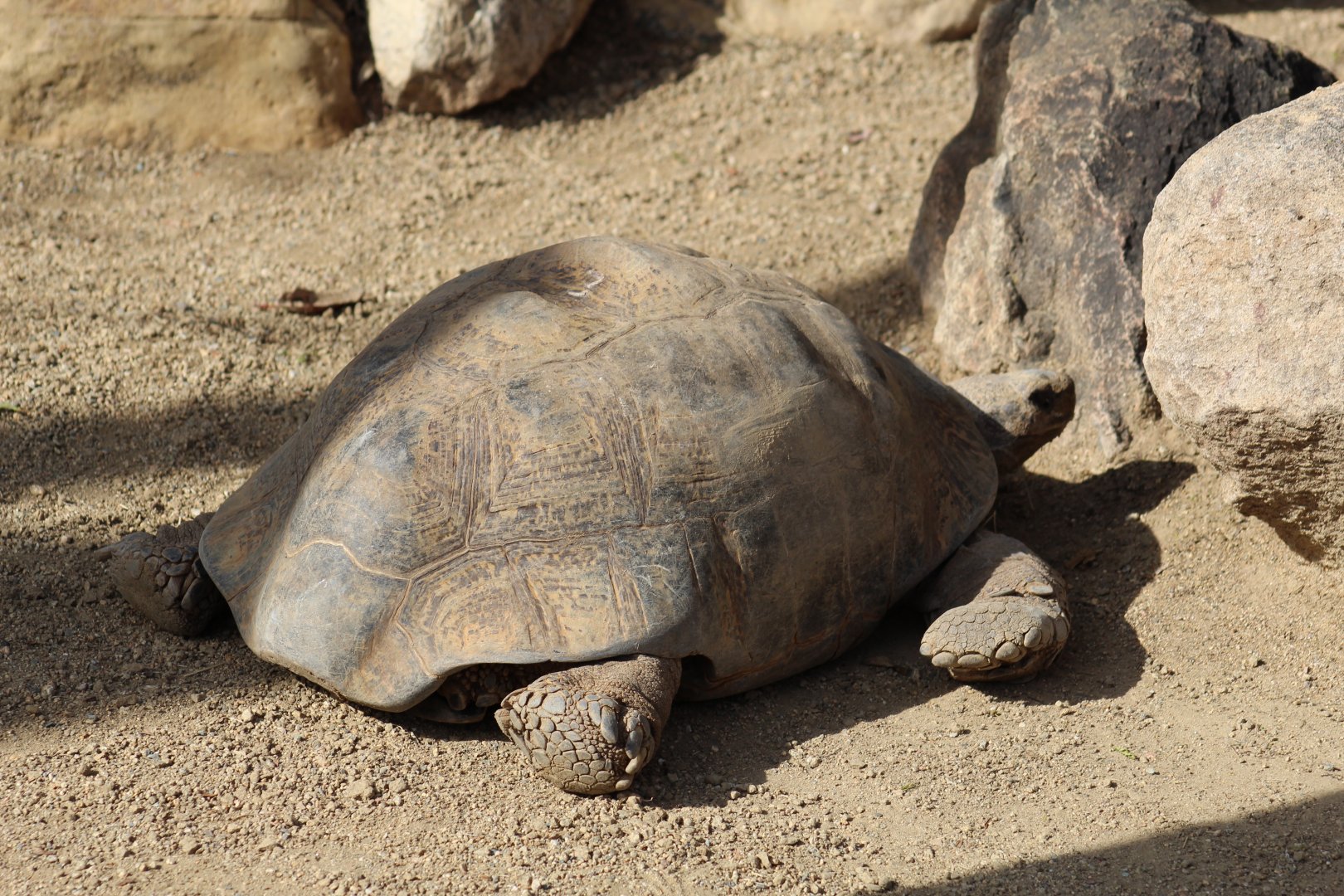 Malaysian Forest Tortoise