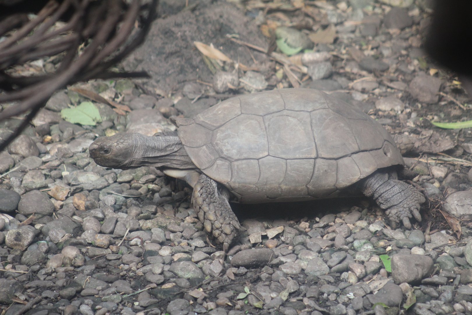 Malaysian Forest Tortoise