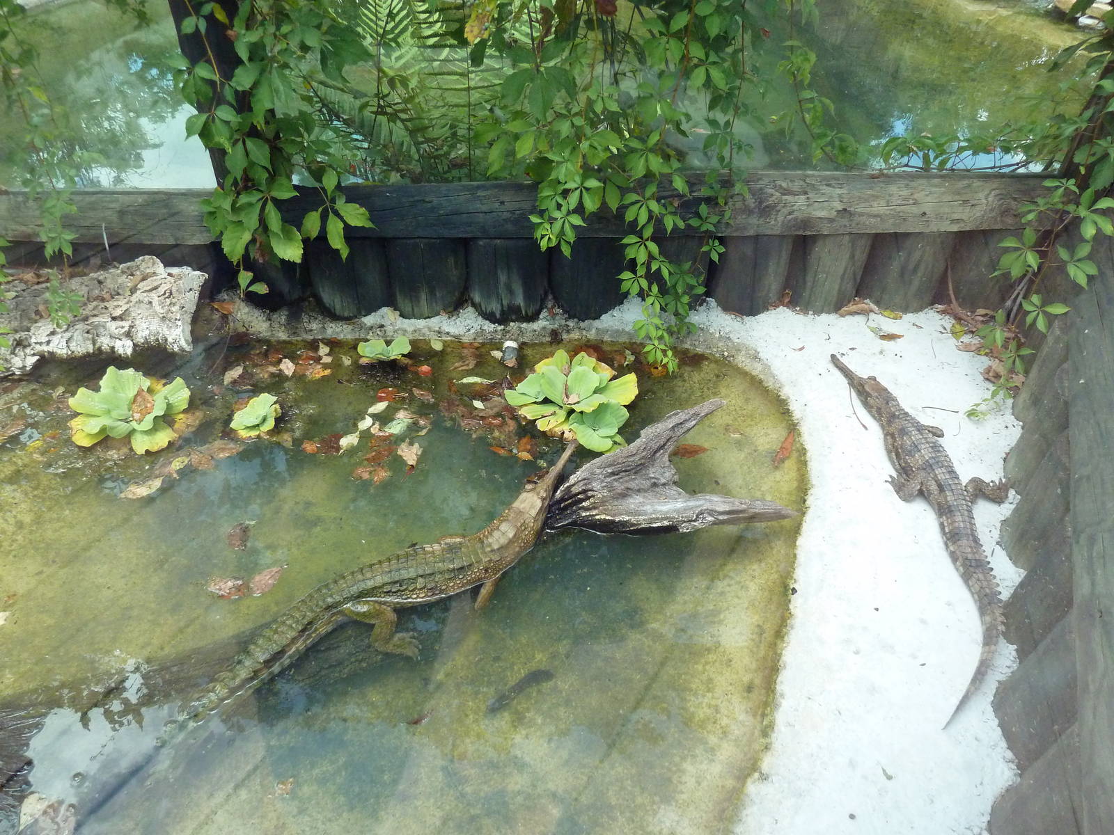 Malaysian Gharial Exhibit (Juveniles)