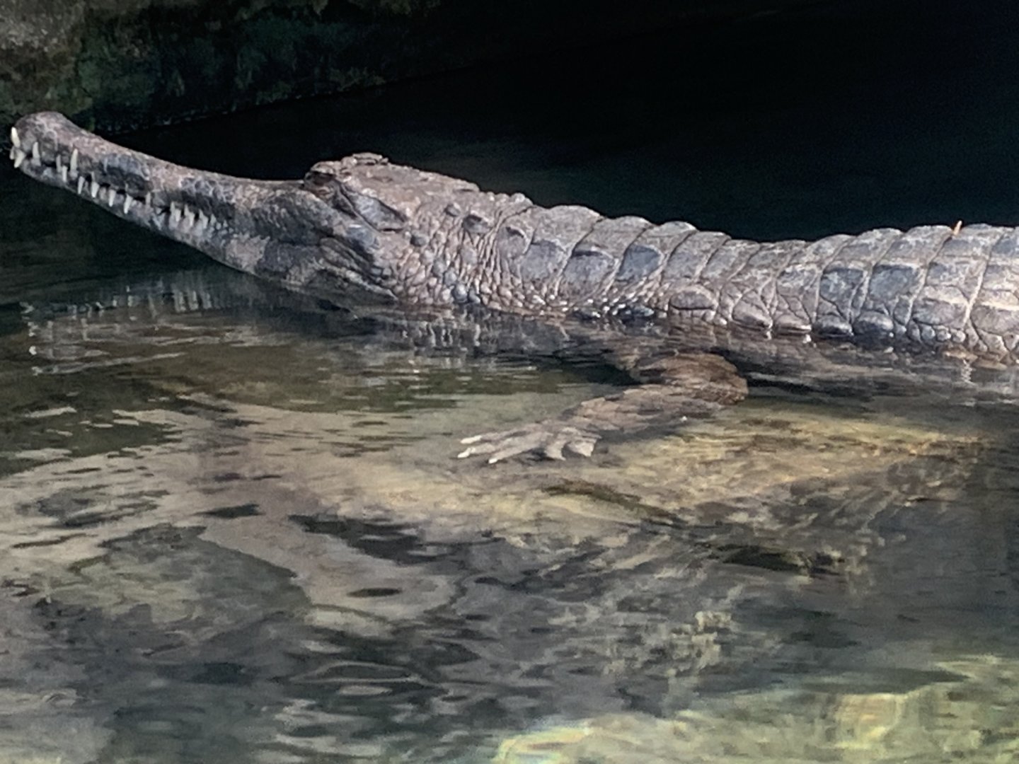 Malaysian gharial