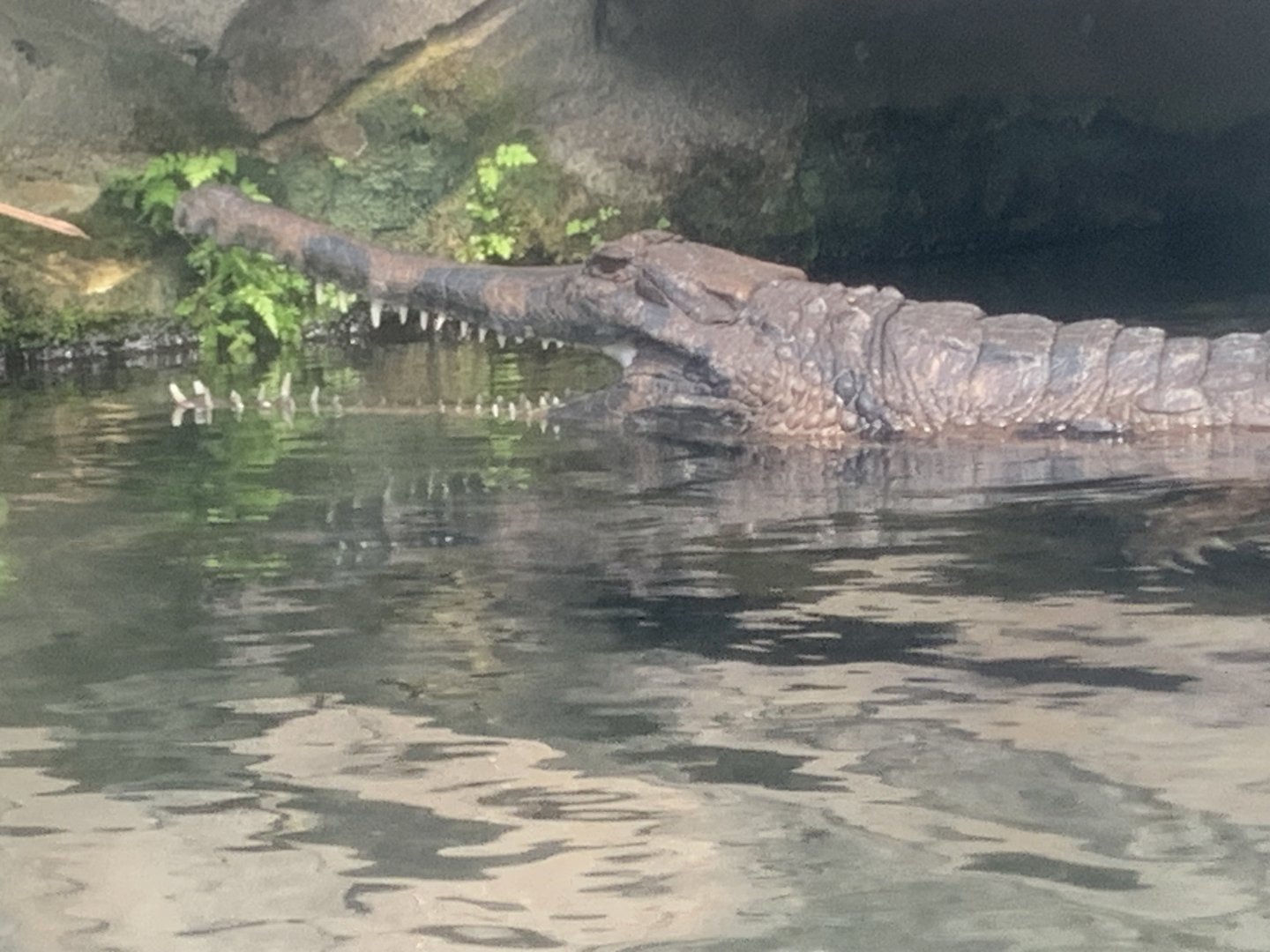 Malaysian gharial
