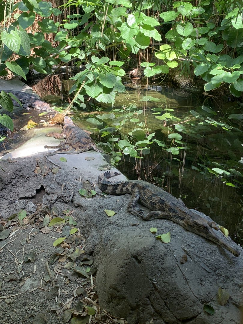 Malaysian gharials