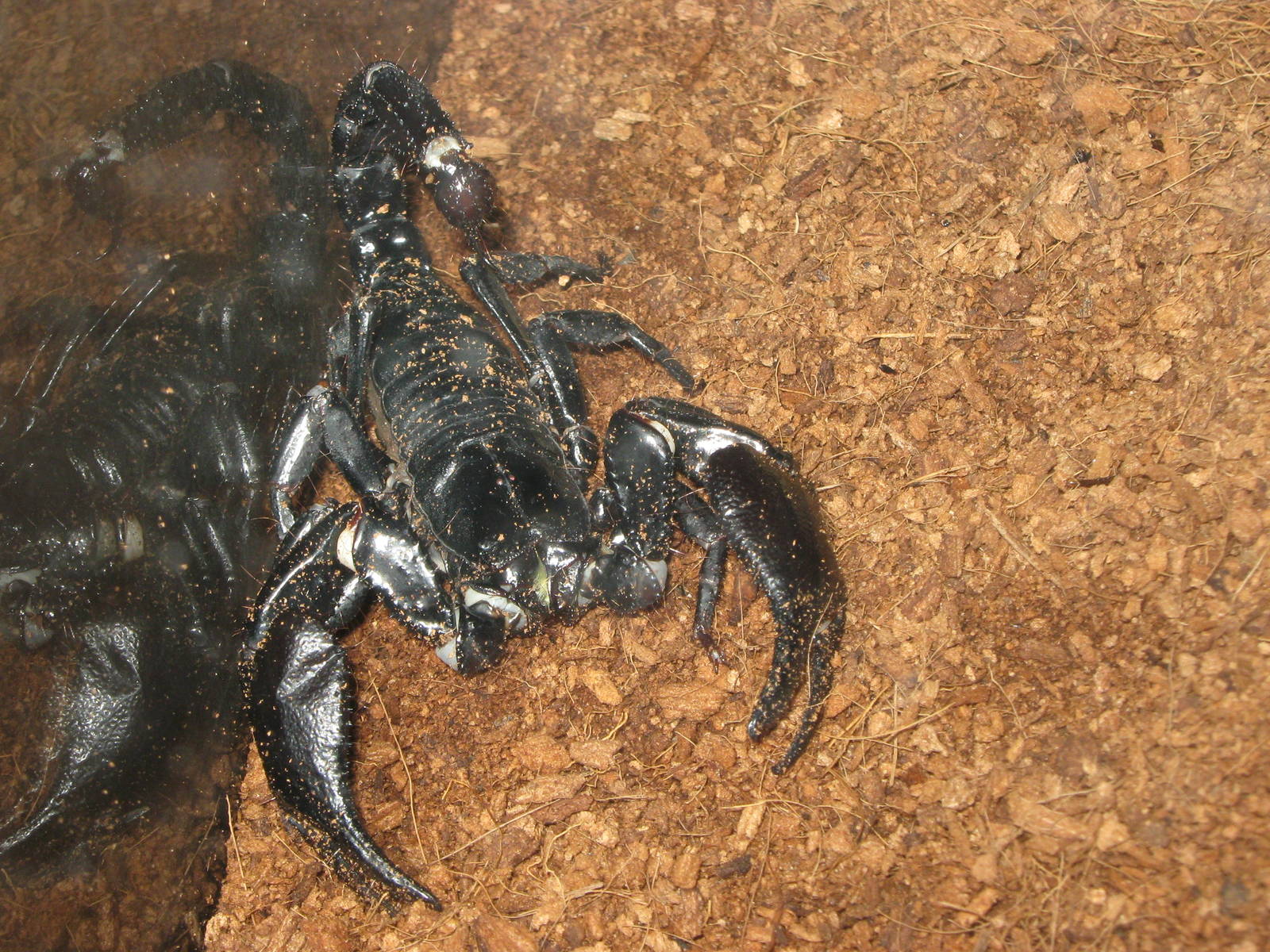 Malaysian giant forest scorpion (Heterometrus spinifer)