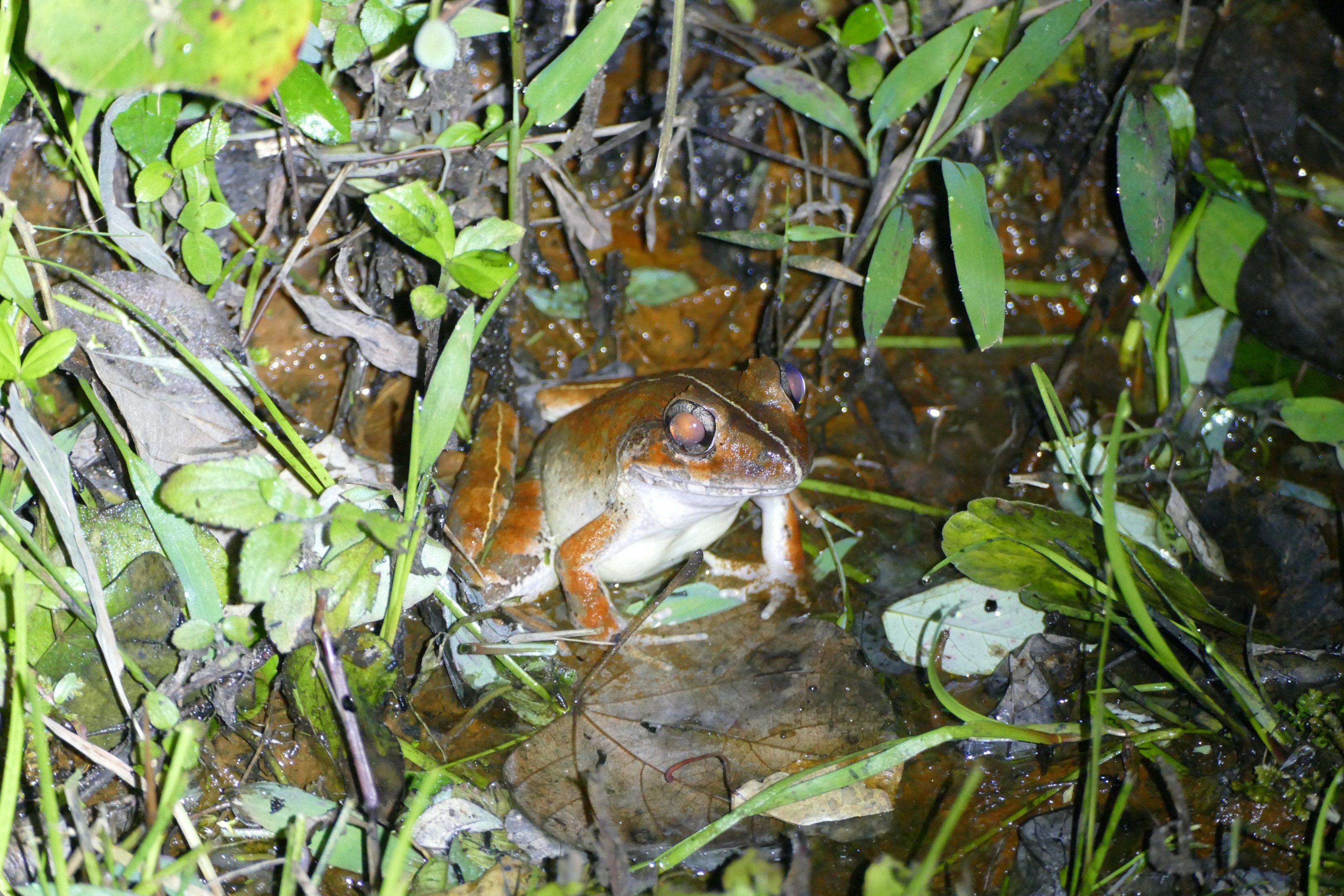 Malaysian Giant Frog - Fraser's Hill