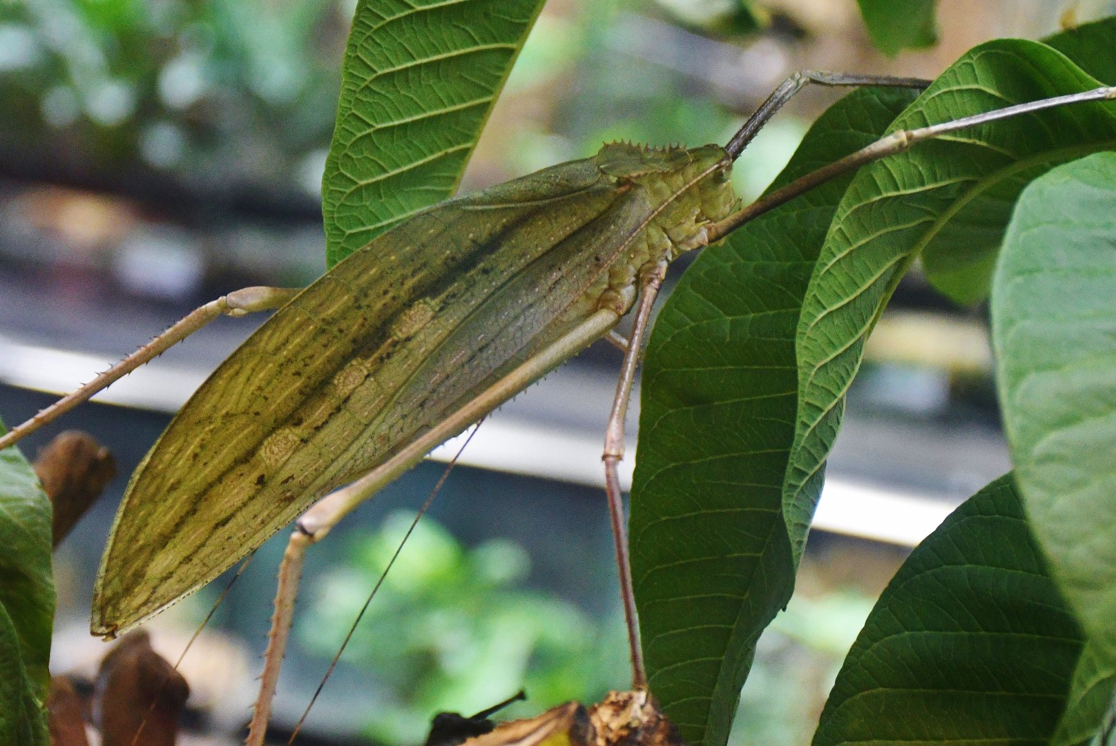 Malaysian Giant Katydid (Arachnacris corporalis)