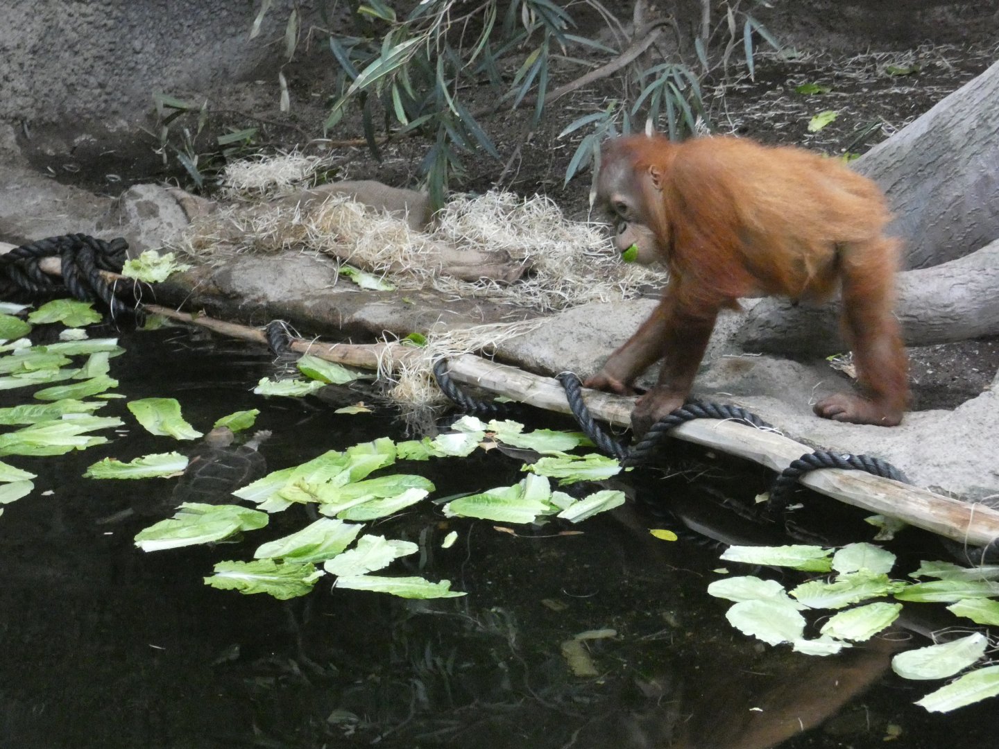 Malaysian giant pond turtle and Sumatran orangutan
