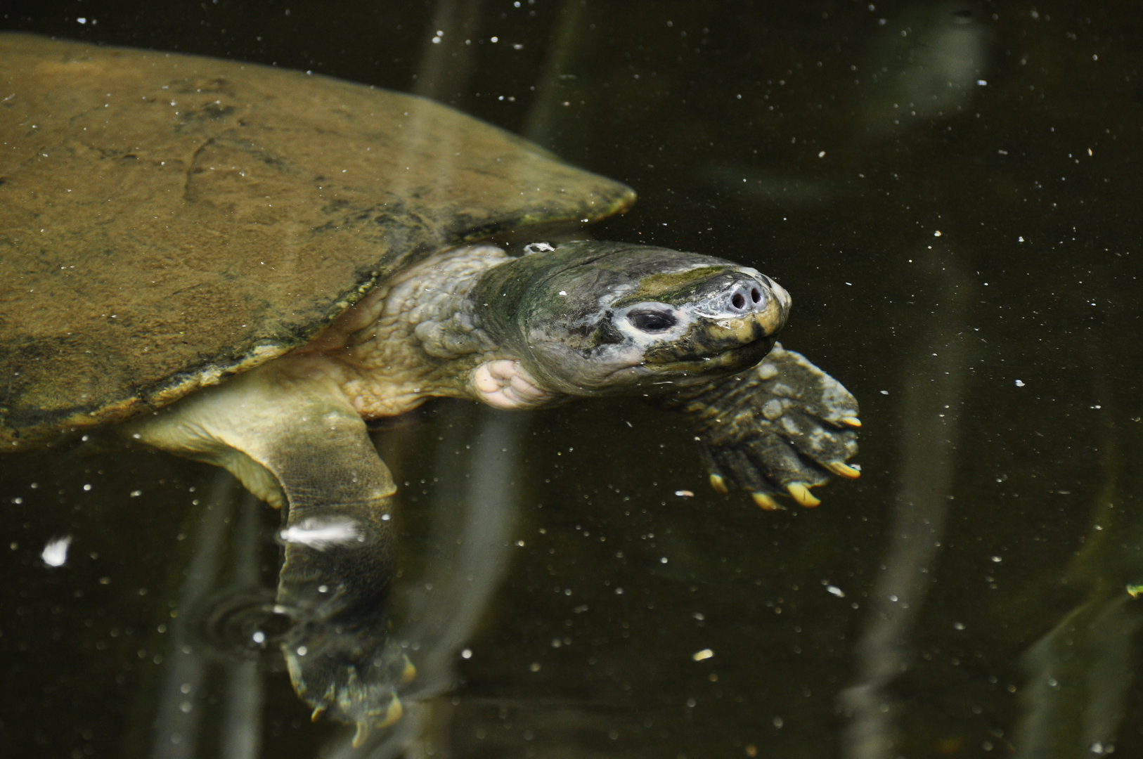 Malaysian giant pond turtle Orlitia borneensis