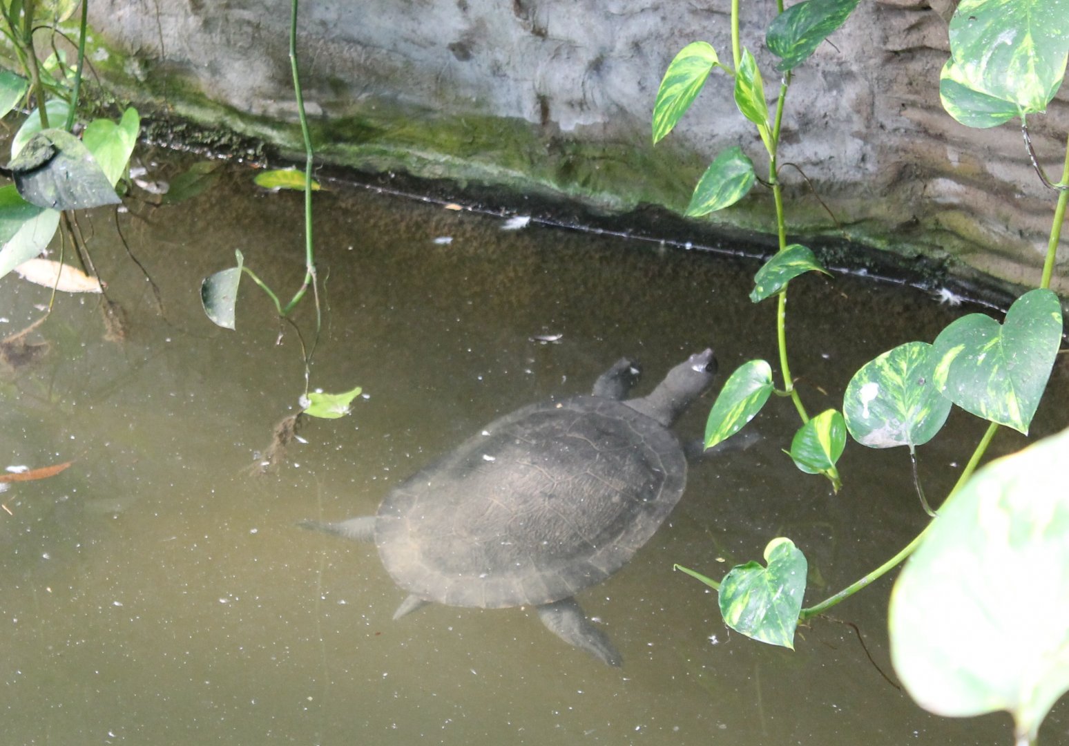 Malaysian giant pond turtle