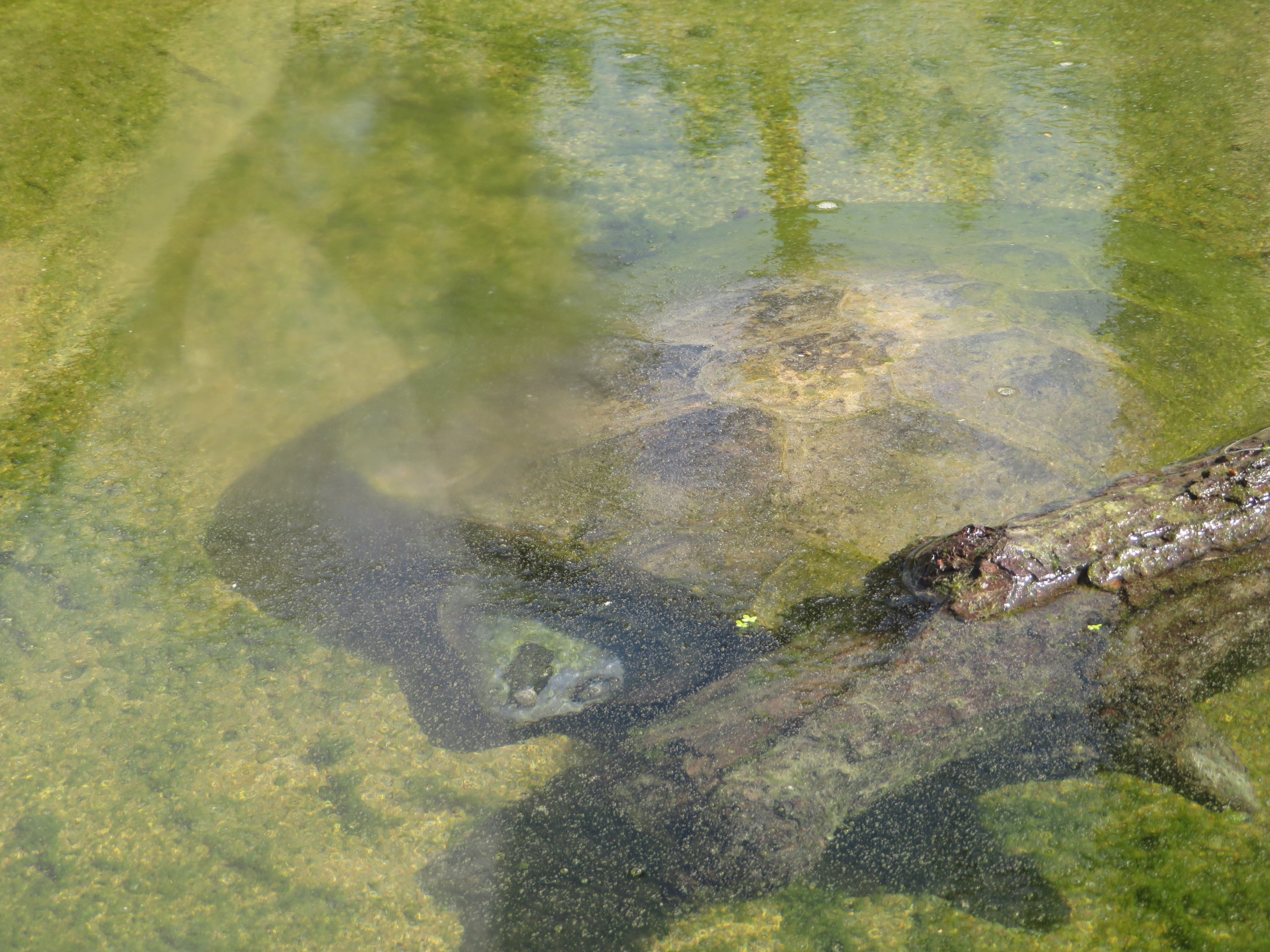 Malaysian Giant Pond Turtle