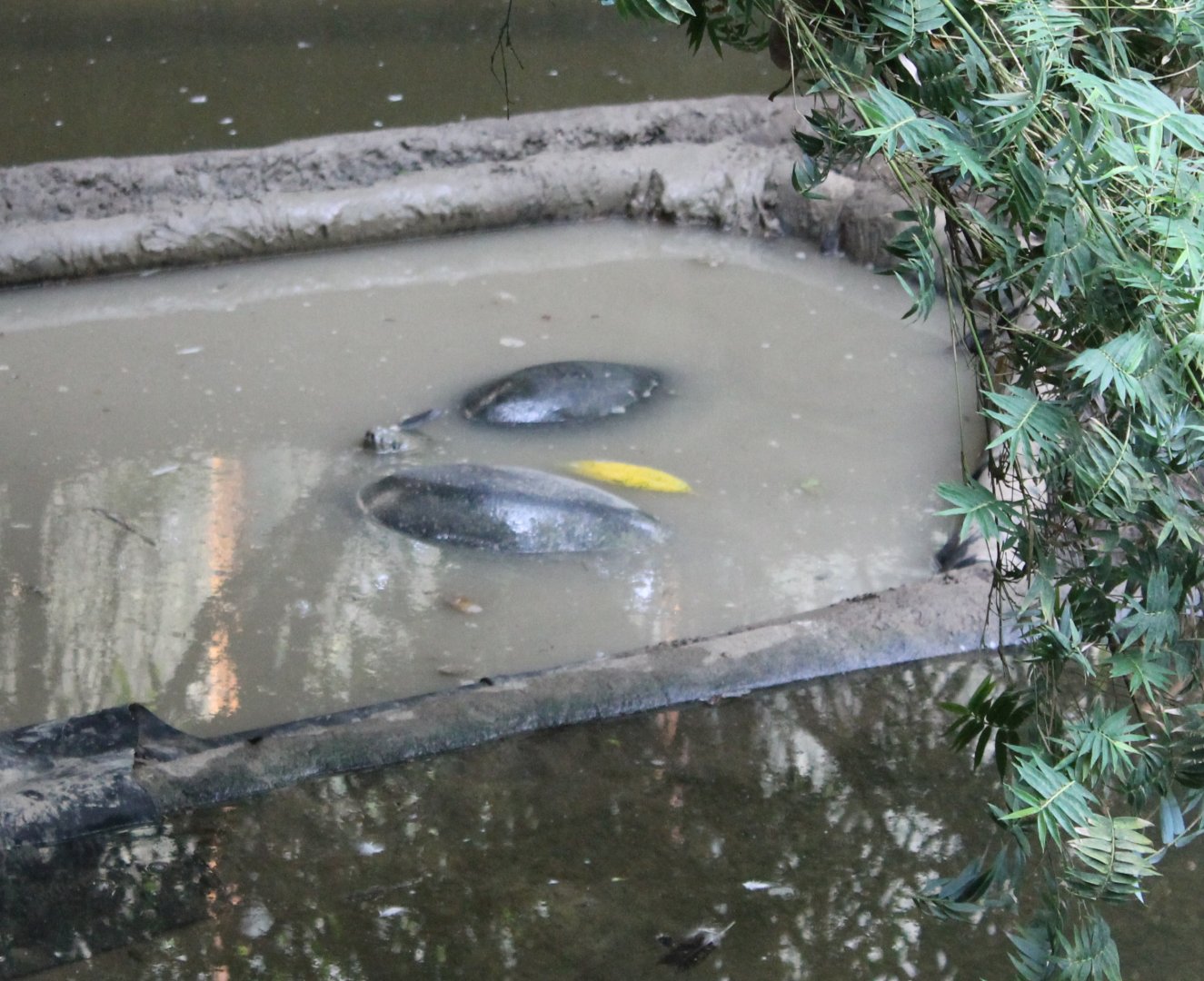 Malaysian giant pond turtles