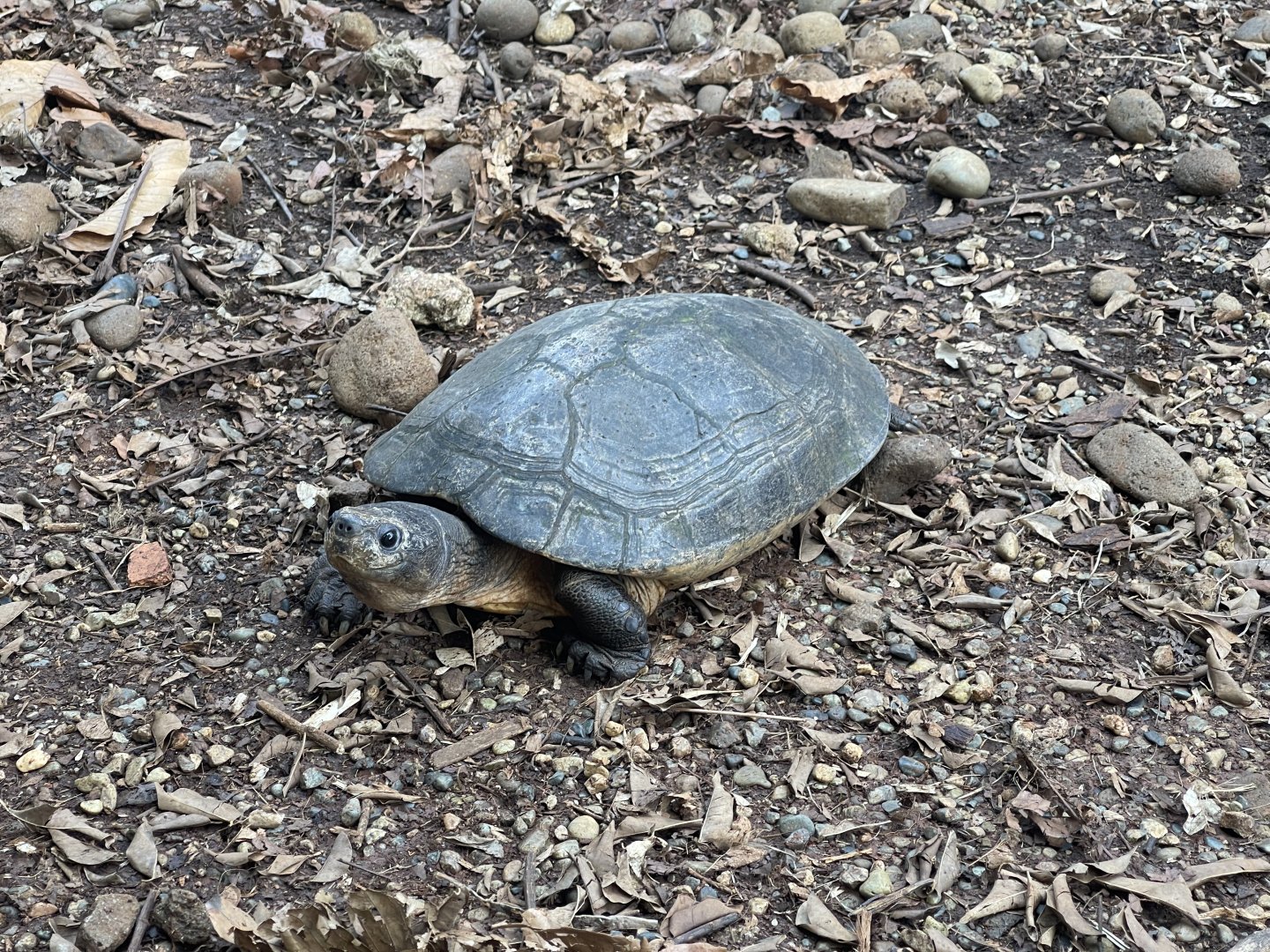 malaysian giant tortoise (orlitia borneensis) (1) - museum komodo