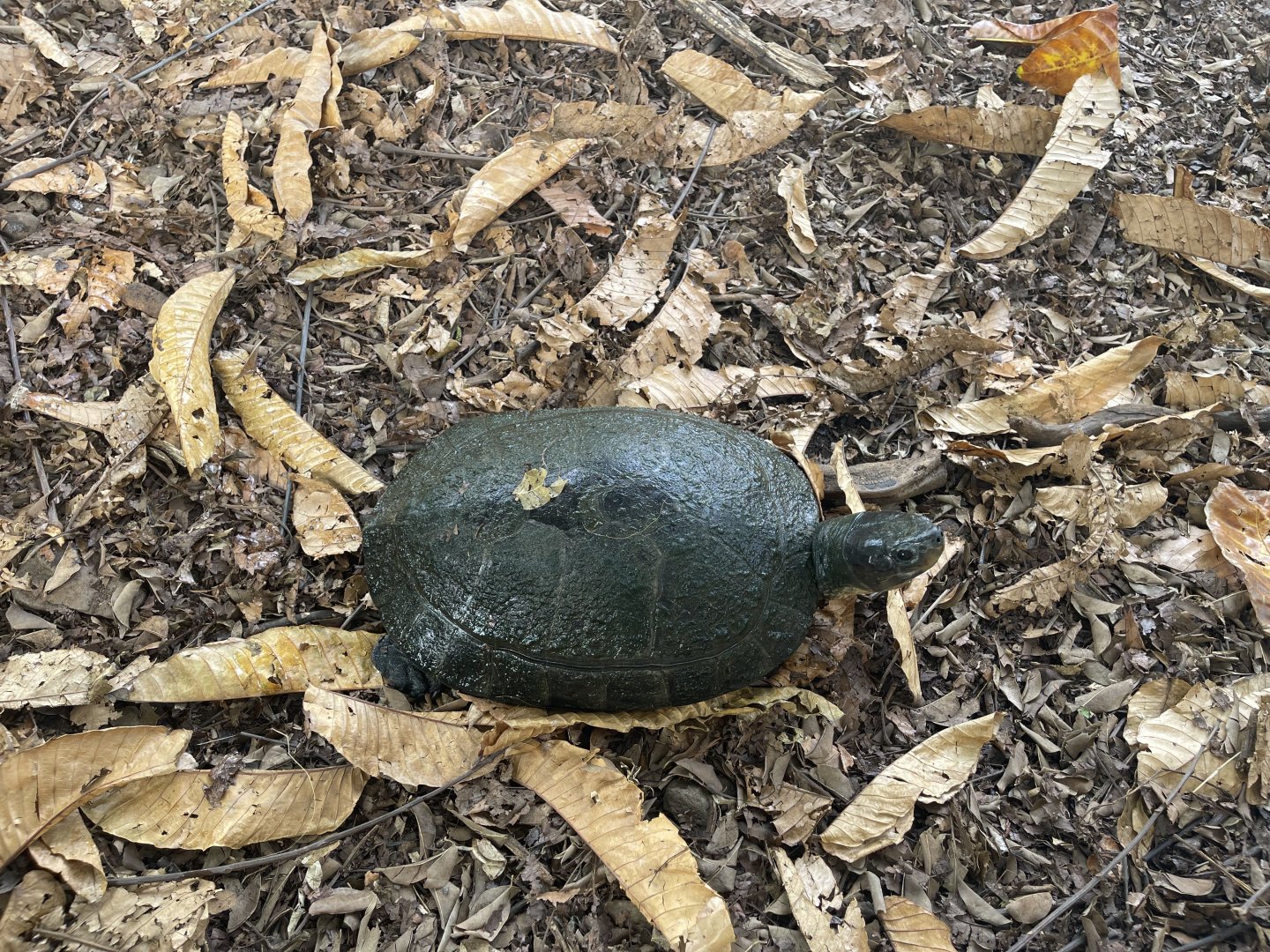 malaysian giant tortoise (orlitia borneensis) (2) - museum komodo
