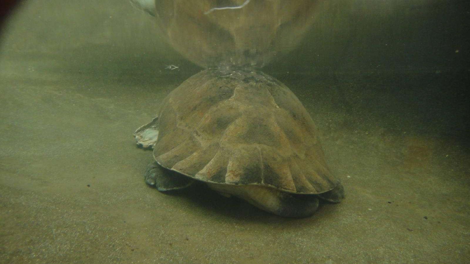 Malaysian giant turtle at Chengdu zoo 2013-3-24