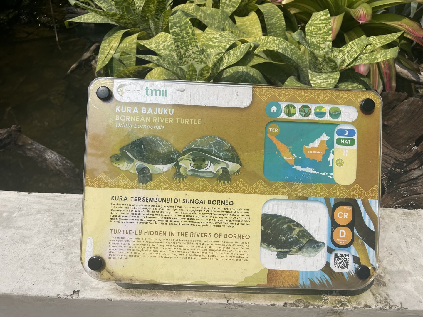 malaysian giant turtle exhibit - museum komodo