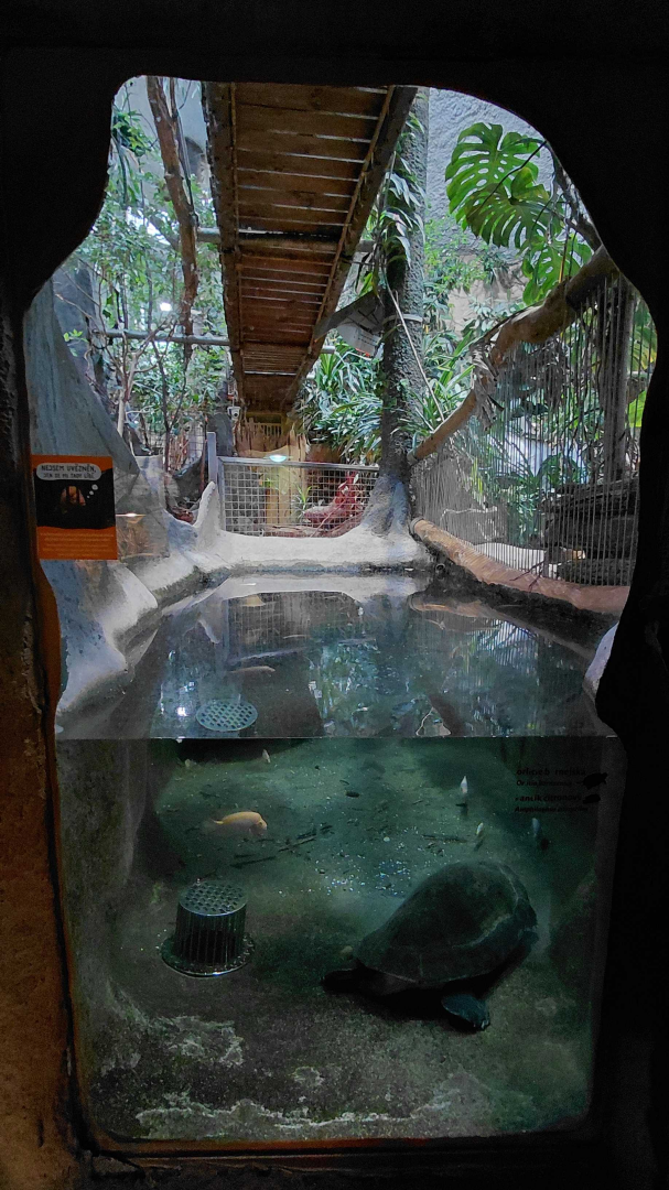 Malaysian giant turtle exhibit