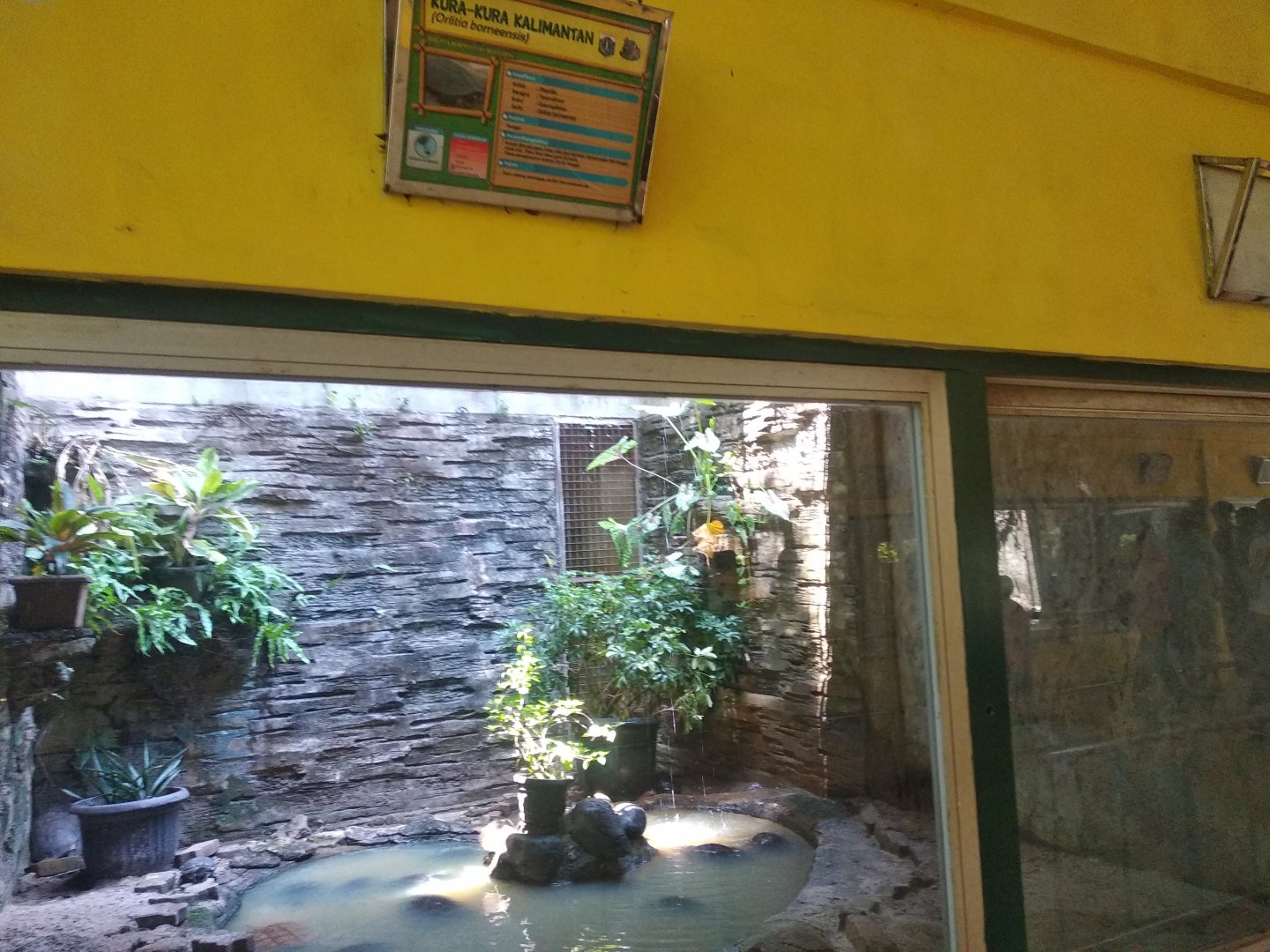 Malaysian giant turtle (Orlitia borneensis) exhibit