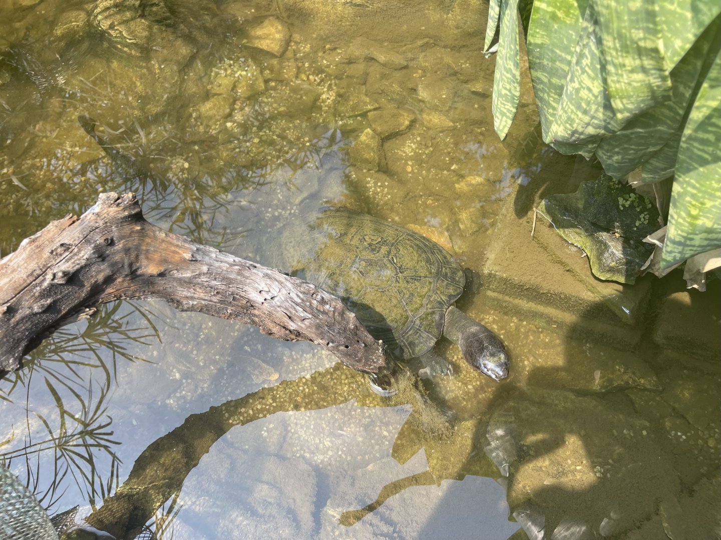 malaysian giant turtle (orlitia borneensis) - museum komodo