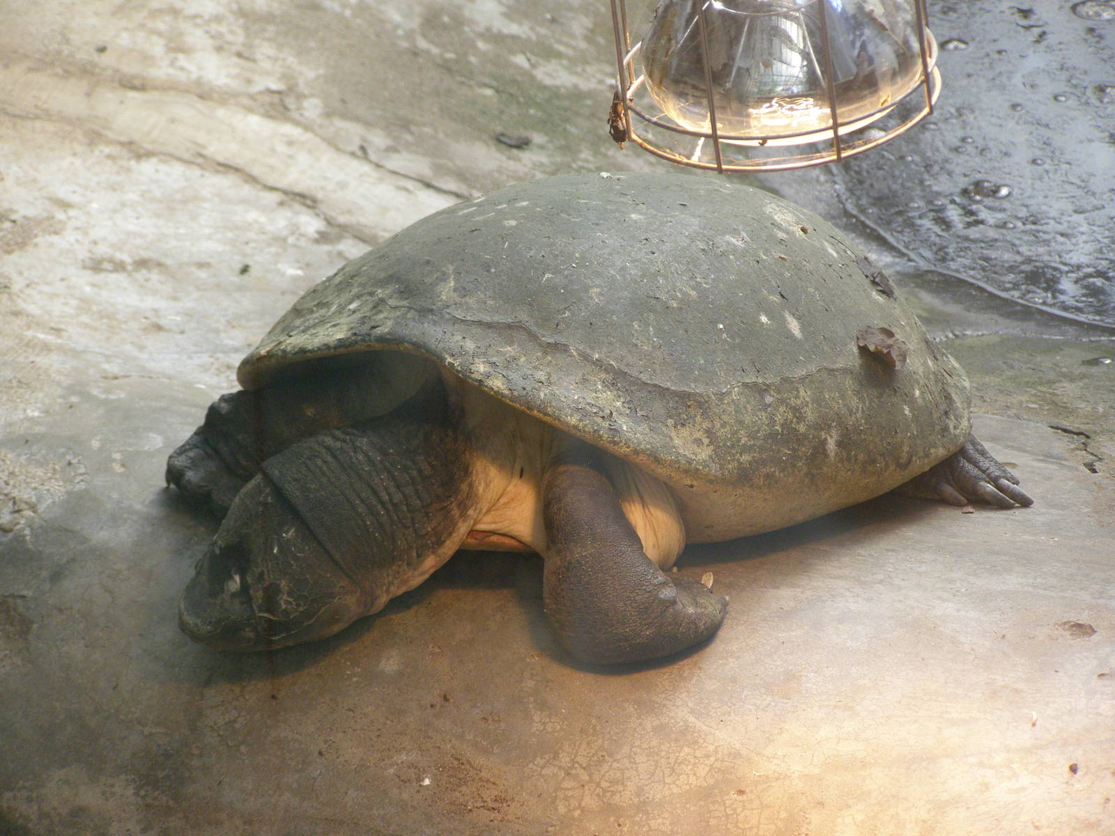 Malaysian giant turtle (Orlitia borneensis)