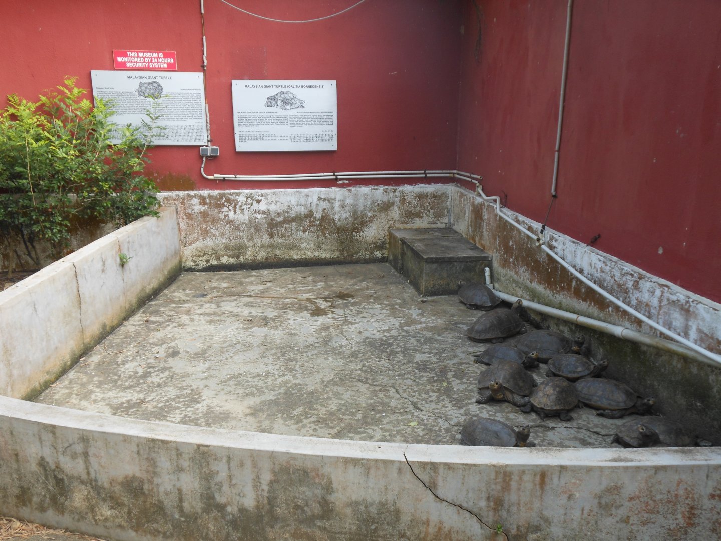 Malaysian Giant Turtle (Orlitia borneensis)