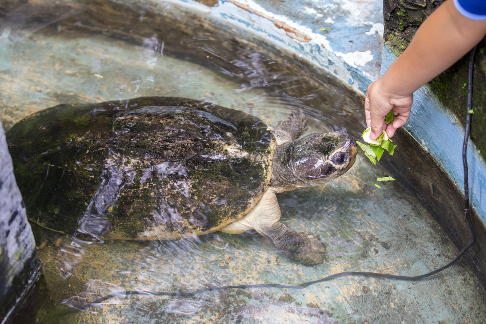 Malaysian giant turtle (Orlitia borneensis)
