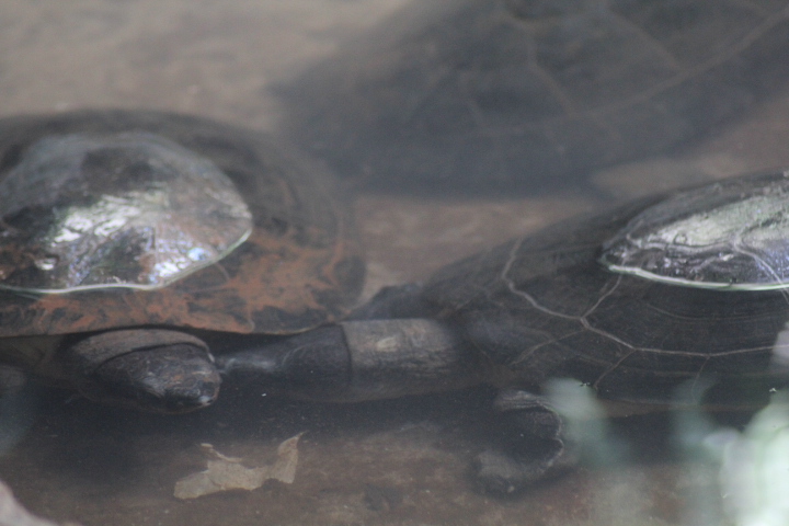 Malaysian giant turtle (Orlitia borneensis)