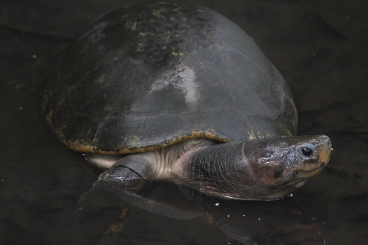 Malaysian giant turtle (Orlitia borneensis)
