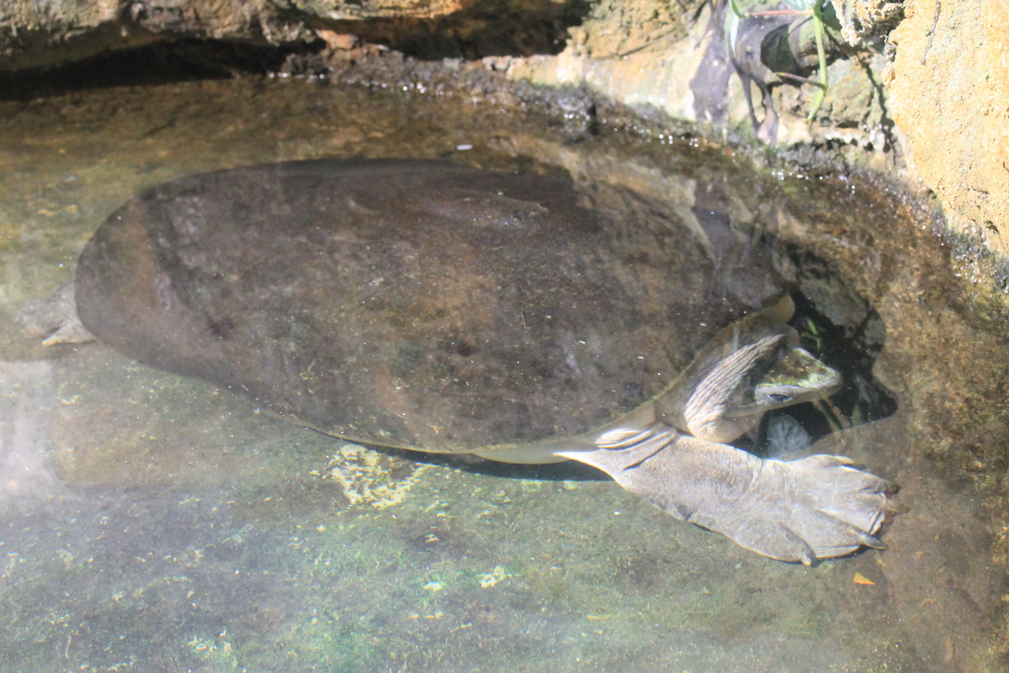 Malaysian Giant Turtle (Orlitia borneensis)