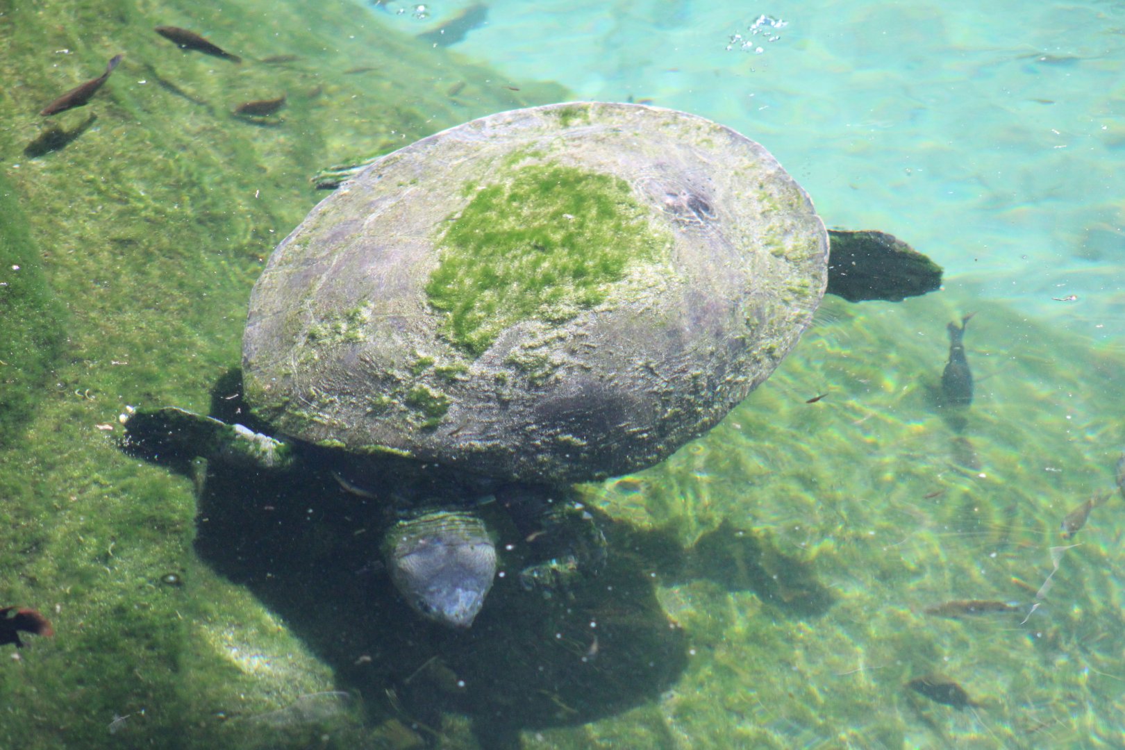 Malaysian Giant Turtle (Orlitia borneensis)