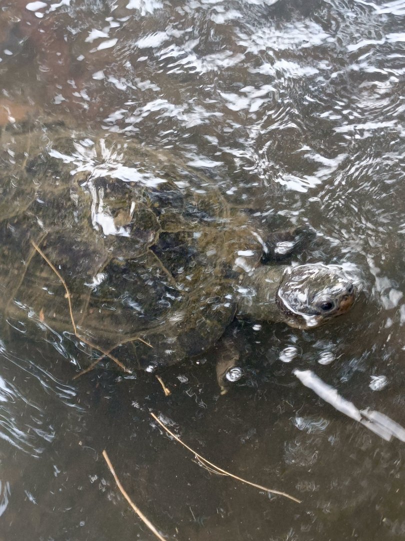 Malaysian Giant Turtle (Orlitia borneensis)