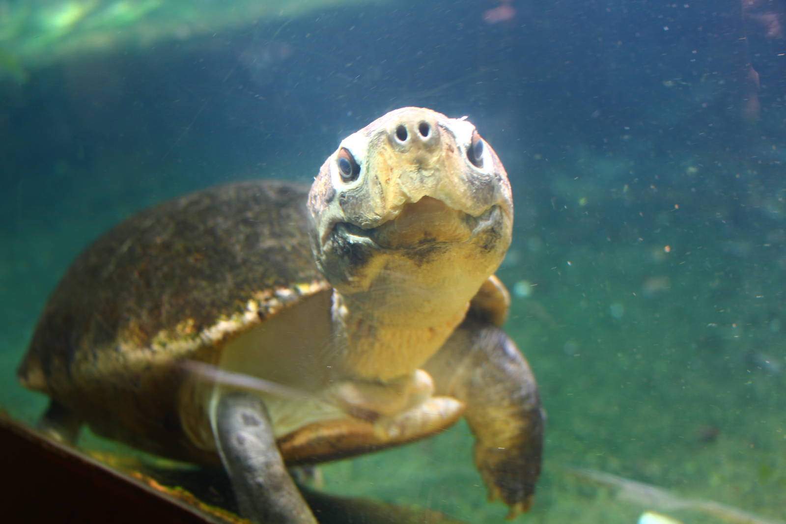 Malaysian Giant Turtle