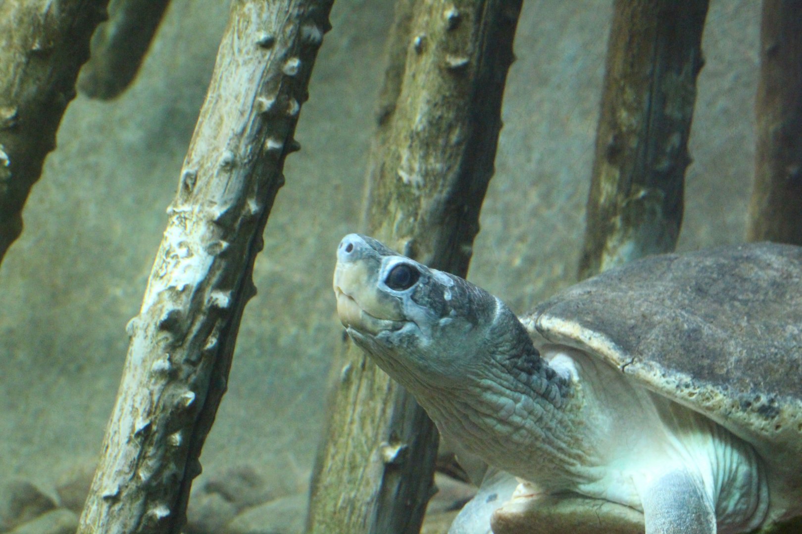 Malaysian Giant Turtle