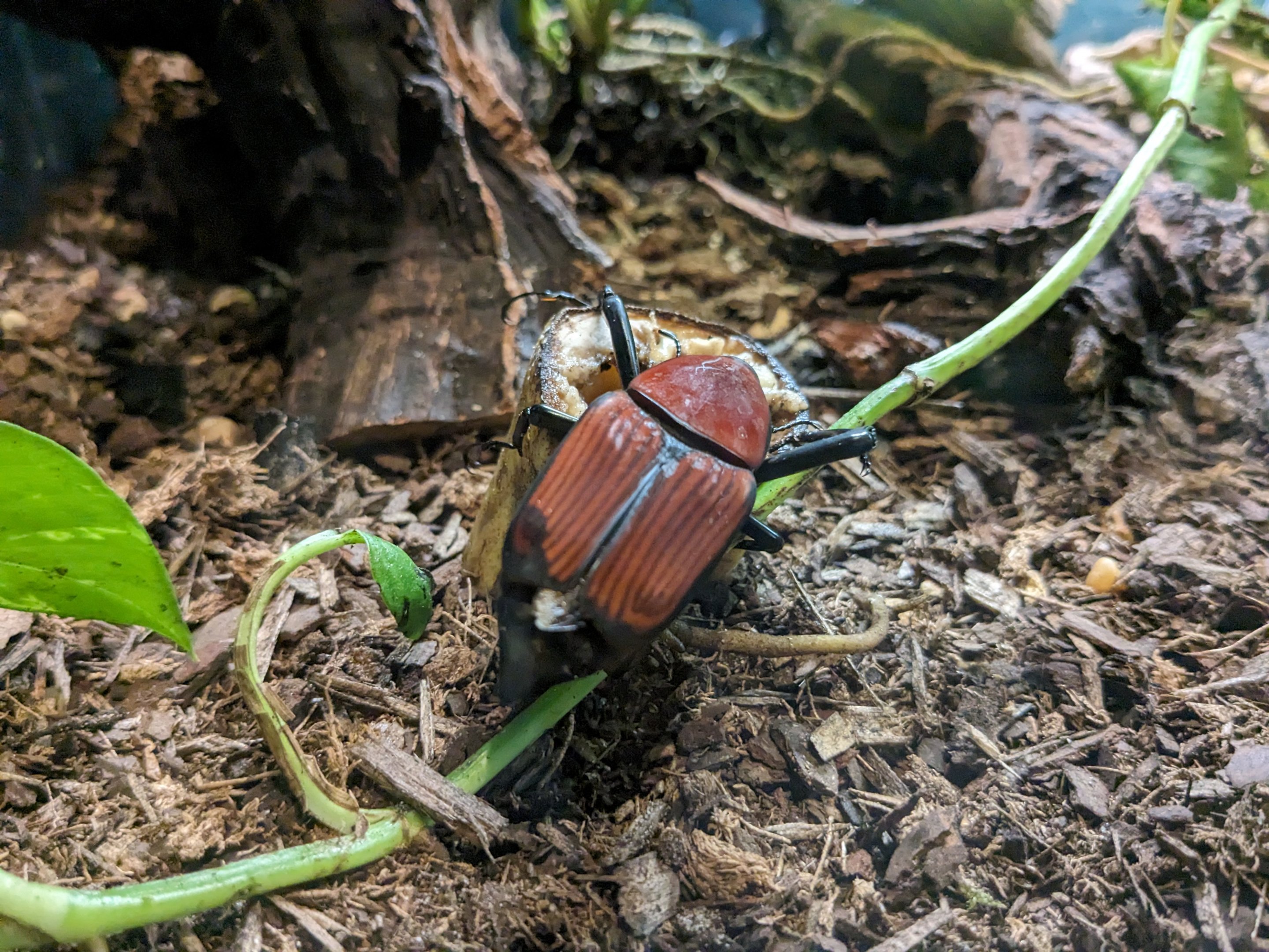 Malaysian Giant Weevil