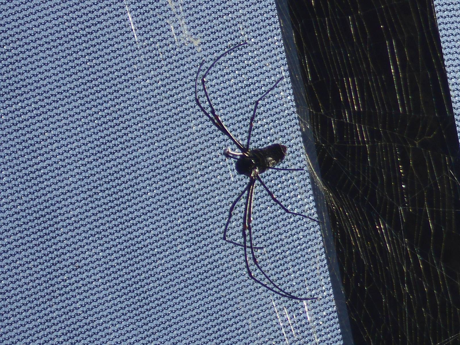 Malaysian giant wood spider