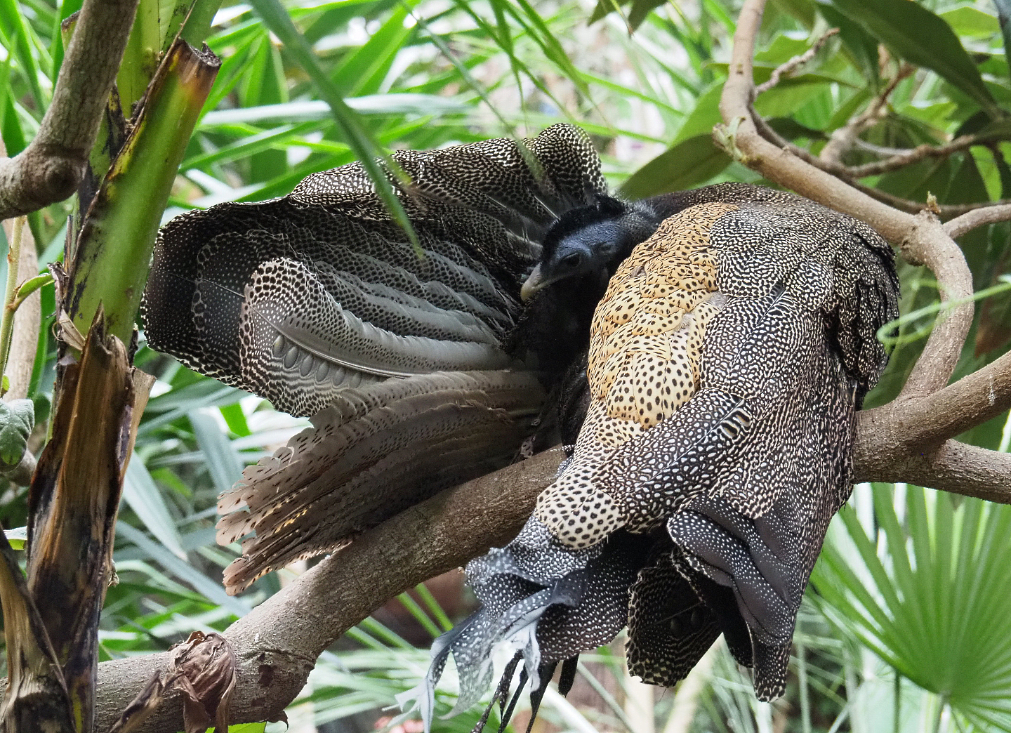 Malaysian great argus (Argusianus argus argus), 2019-10-05