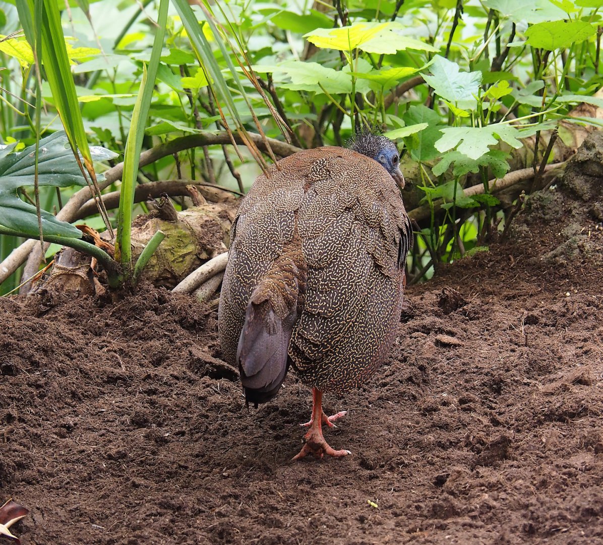 Malaysian great Argus (Argusianus argus argus), 2023-05-15