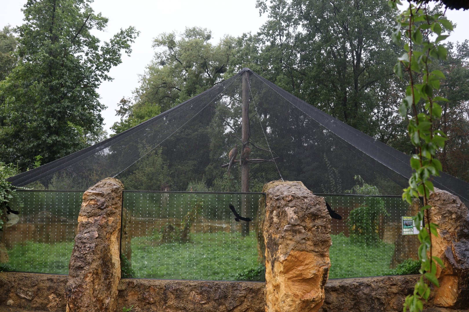 Malaysian Great Argus (Argusianus argus argus) aviary