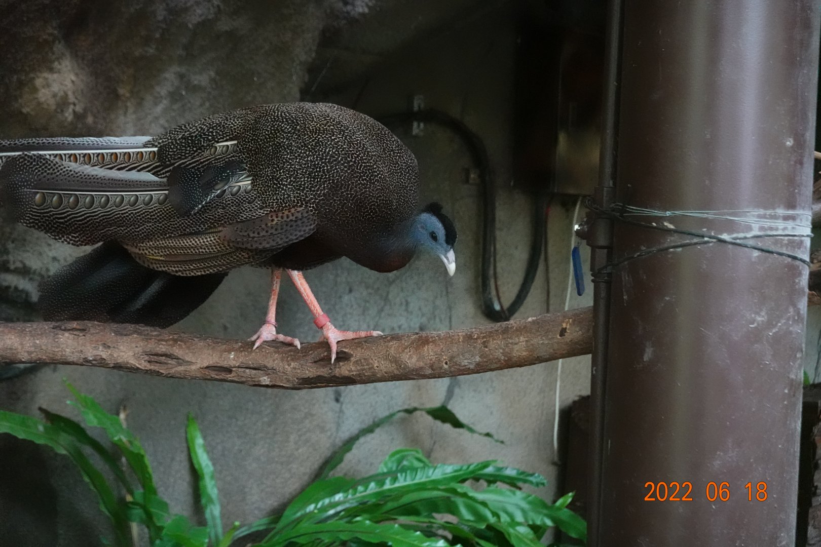 Malaysian Great Argus (Argusianus argus argus)