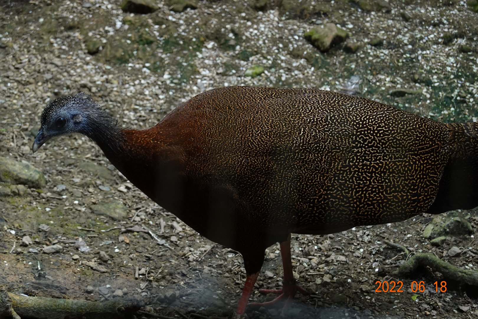 Malaysian Great Argus (Argusianus argus argus)