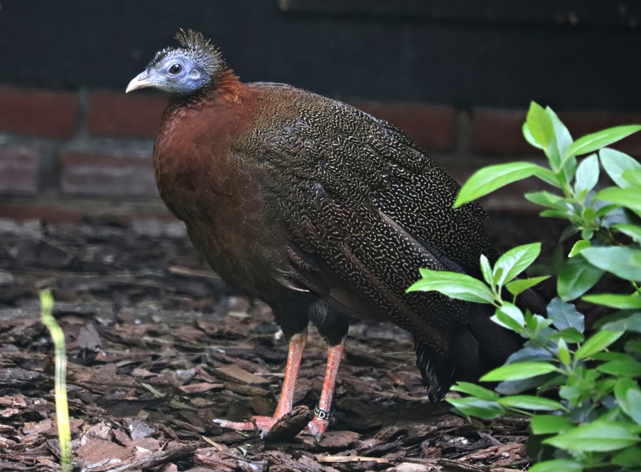 Malaysian great argus (Argusianus argus argus)